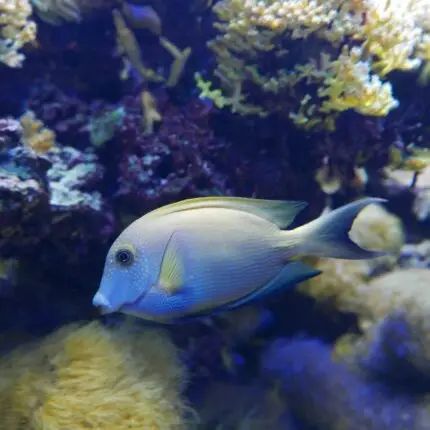 A vibrant blue fish swims gracefully in a colorful coral reef aquarium.